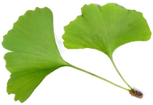 Insuvit enthält ginkgo Bilobo